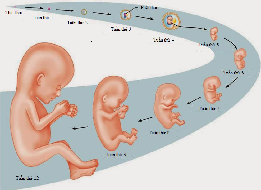 Sự phát triển của thai nhi 3 tuần tuổi