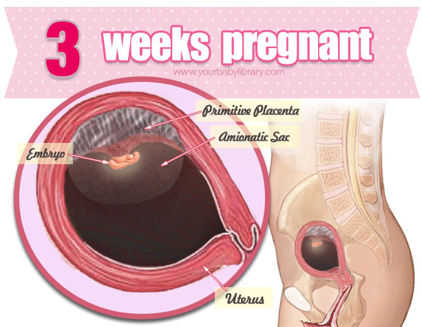 Sự phát triển của thai nhi 3 tuần tuổi, và thay đổi từ cơ thể mẹ