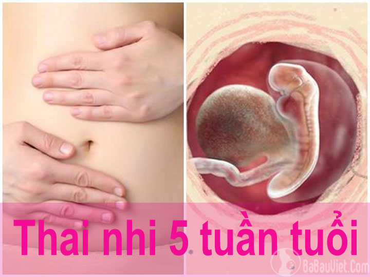 Thai nhi 5 tuần tuổi phát triển như thế nào, mẹ bầu nên làm gì?