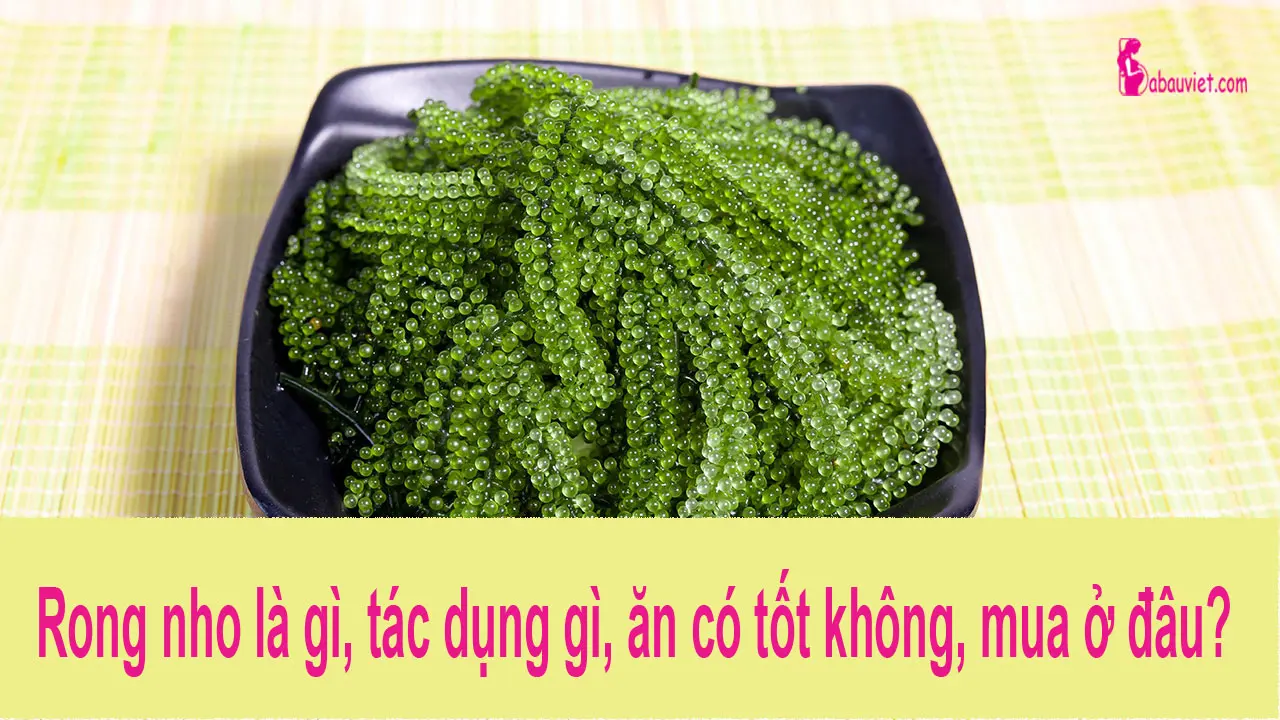 Rong nho là gì? Tác dụng gì, ăn có tốt không, mua ở đâu, giá bao nhiêu?