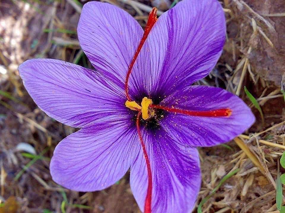 Saffron chính là tên tiếng anh của nhụy hoa nghệ tây, 1 loại thảo dược và gia vị rất tốt, có tác dụng giúp giảm đau bụng kinh