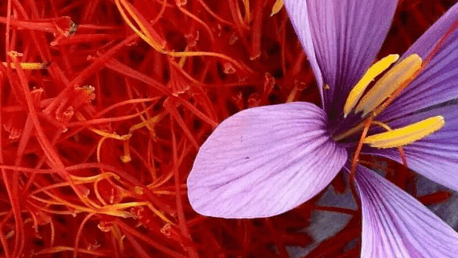 Công dụng của Saffron - nhụy hoa nghệ tây với sức khỏe là gì